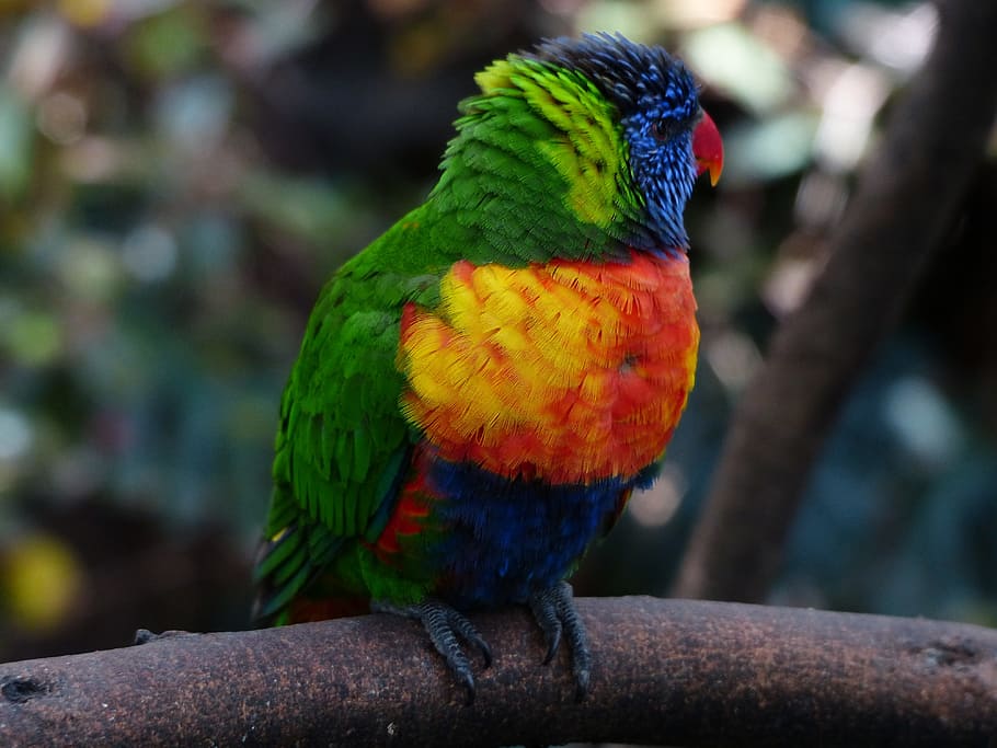 lori, parrot, cute, colorful, bird, loriinae, honey parrot, actual parrots, psittacidae, loriidae