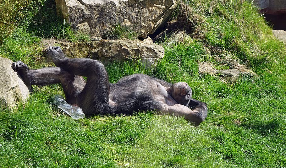negro, chimpancé, verde, campo de hierba, durante el día, mono, zoológico, cansado, relajarse, holgazanear