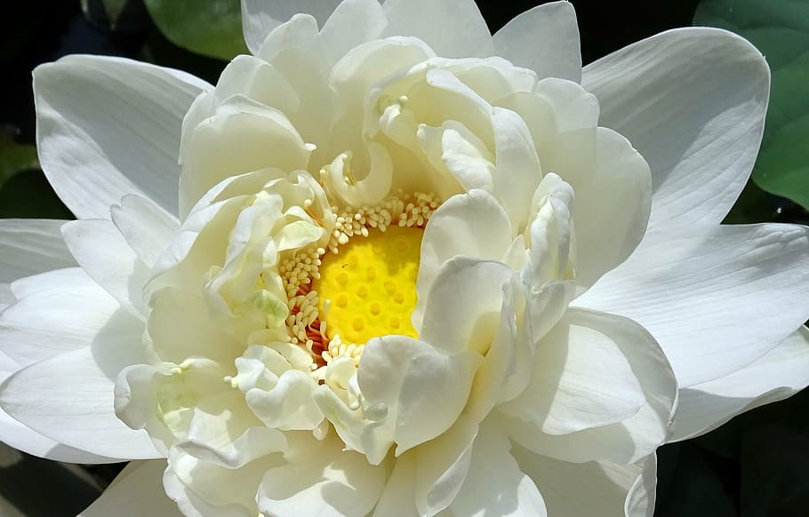 putih, kuning, teratai, mekar, closeup, fotografi, lotus, bunga, nelumbo nucifera, air