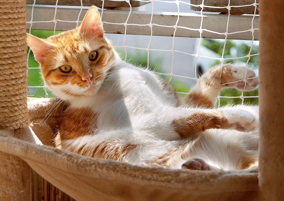 gato malhado laranja, gato, poder do gato, aconchegante, calha de convés, kratzbaum, relaxar, sol, pele, branco vermelho