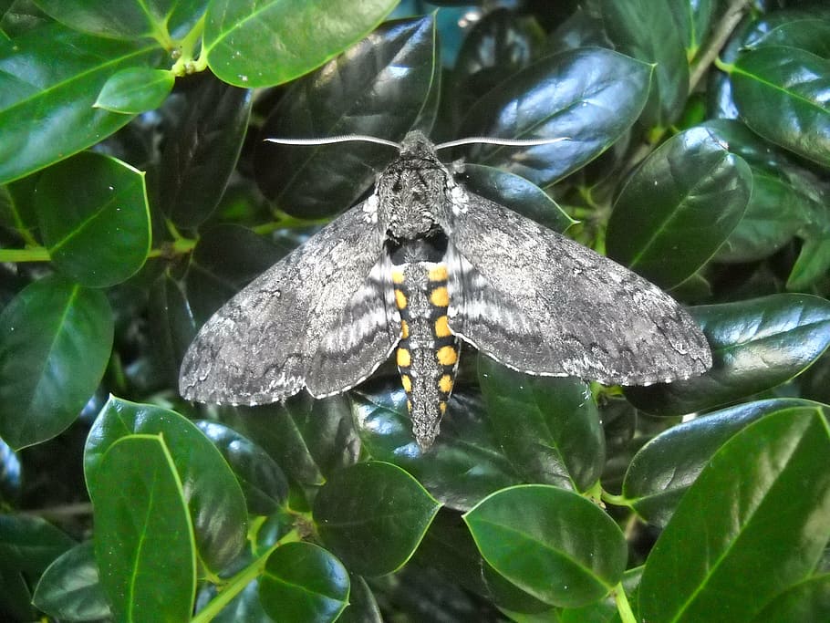 moth, grey, gray, wing, antenna, insect, macro, nature, green, leaves