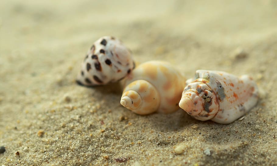 three, white, yellow, sea shells, brown, sand, mussels, snails, beach, holiday