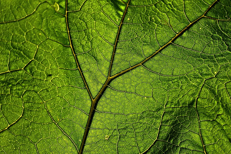 macro shot photography, green, leaf, butterbur, plant, veins, pattern, medicinal, herb, green color
