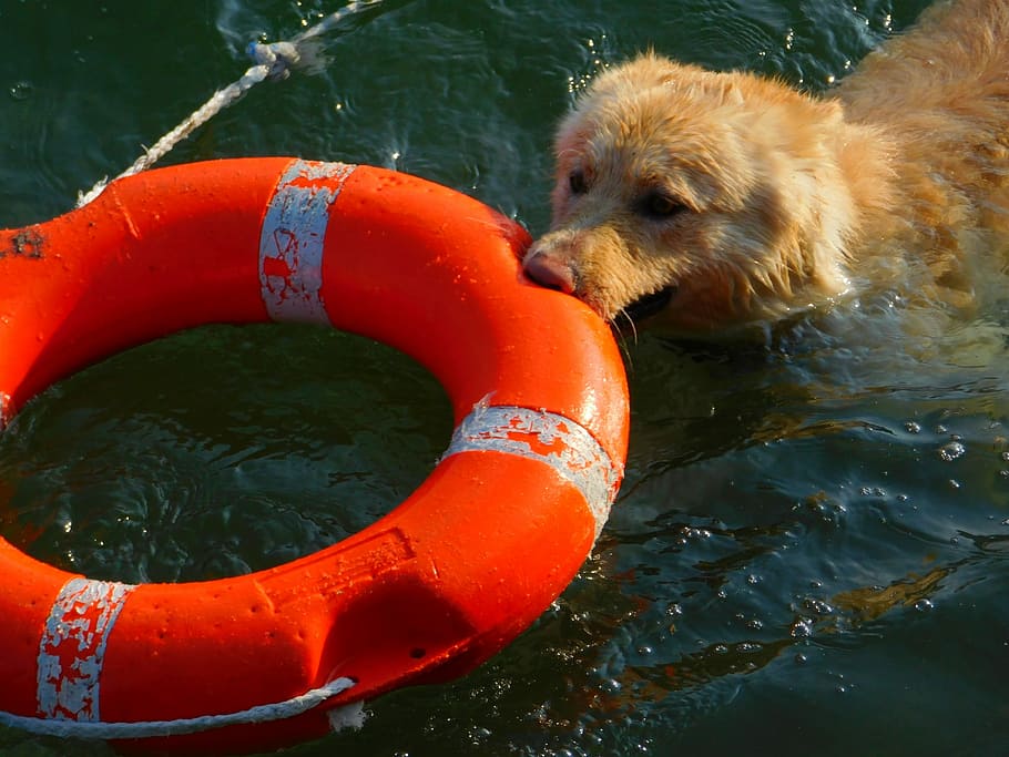 Dog, Rescue, Lifebelt, Water, Lake, dog, rescue, trained dog, buoy, animals in the wild, eating