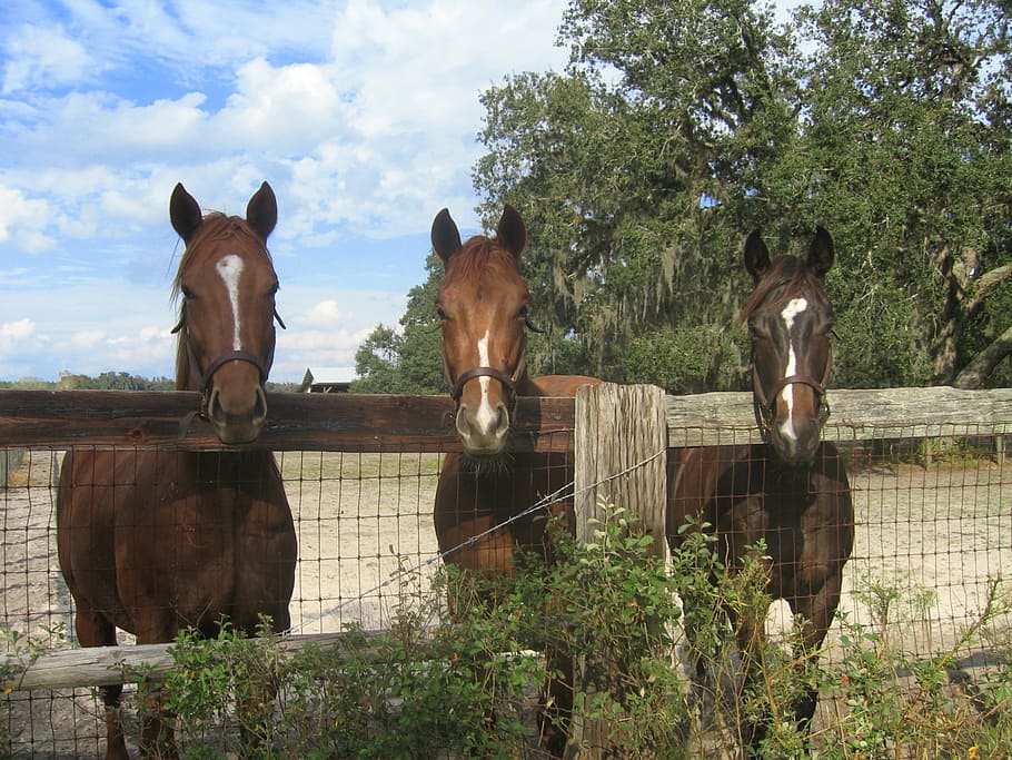 horses, farm, fence, country, animal, nature, stallion, mammal, equestrian, ranch