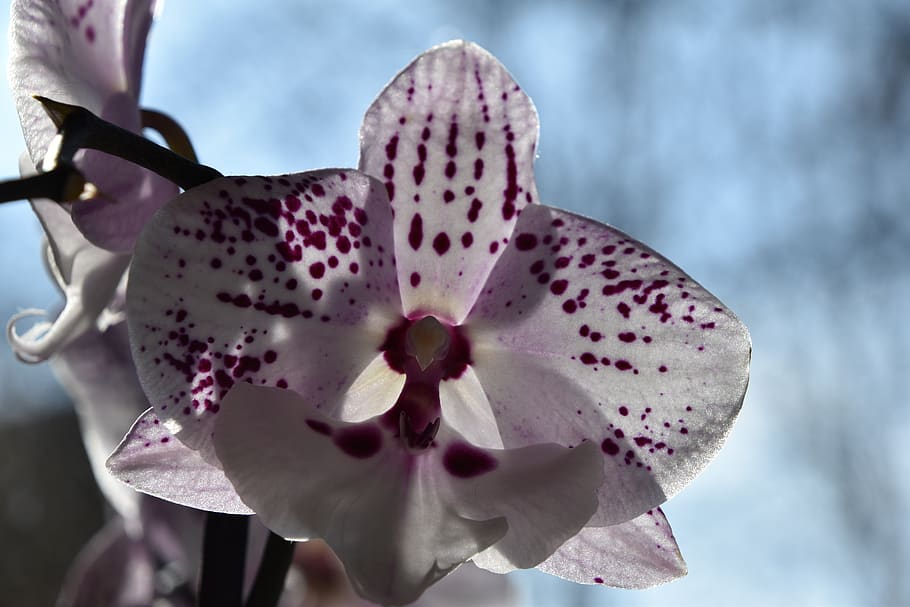 bunga, alam, tanaman, anggrek, berbunga, phalaenopsis, tanaman berbunga, keindahan di alam, kerapuhan, kerentanan