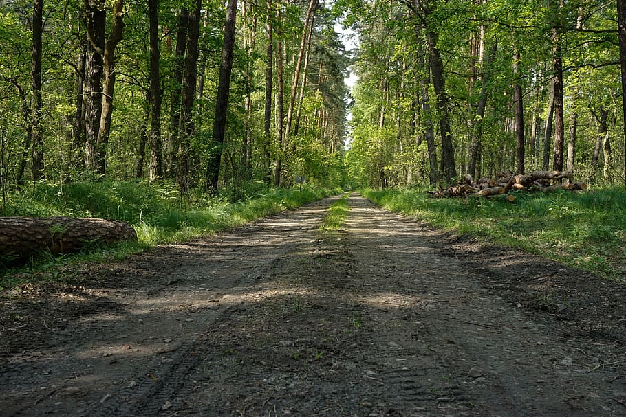 jalur antara hutan, hutan, mari kita pergi, jalan, jalan berpasir, jalan hutan, pohon, batang, pohon miring, hijau