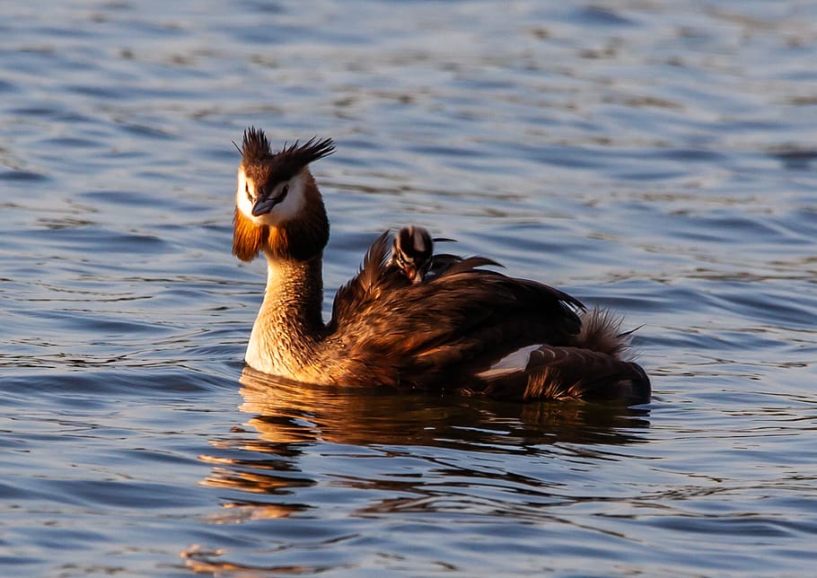 great crested grebe, great crested grebe chick, grebe with chick on it back, mother and chick, chick, duck, red eye, water, waterfowl, swimming