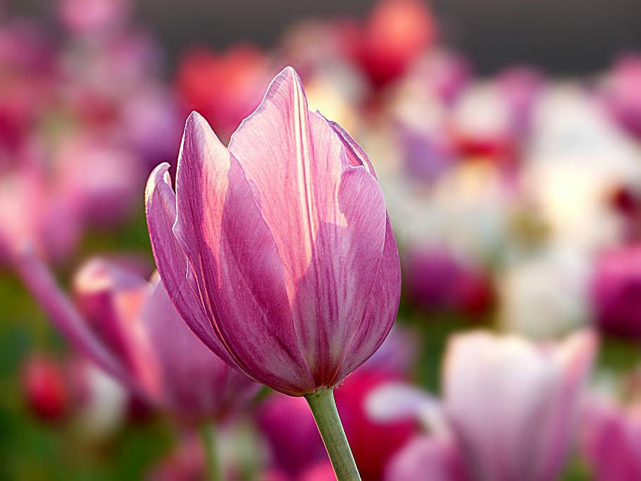 selective, focus, pink, petaled flower, nature, plant, flower, tulip, color pink, macro-recording