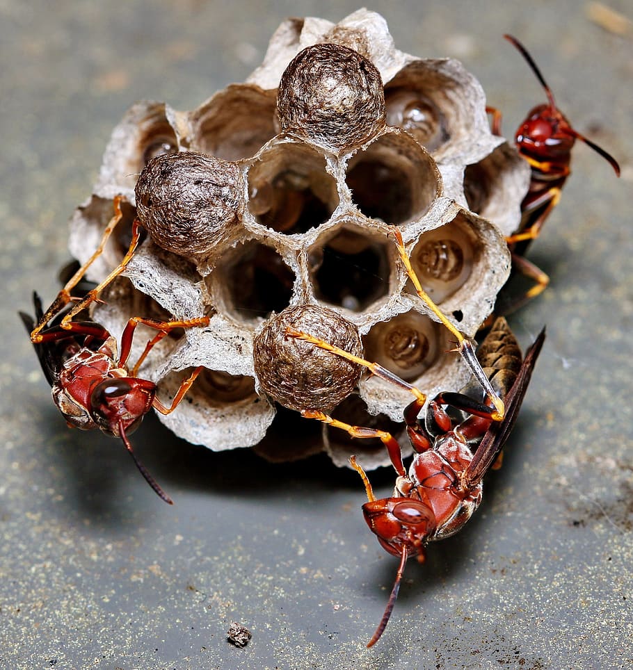 wasp, nest, insect, macro, hive, larvae, egg, colony, nature, sting