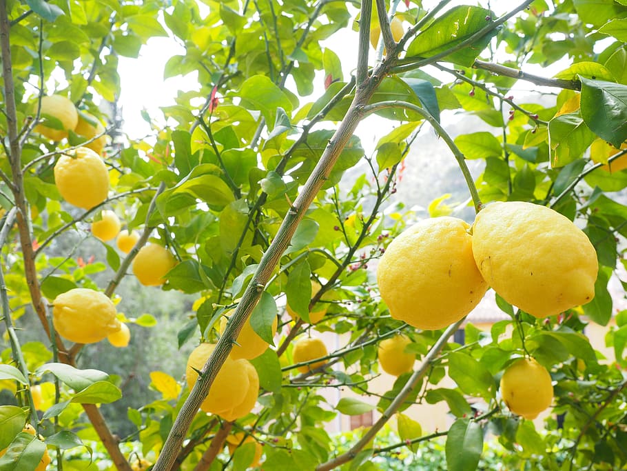 low-angle photography, lemon tree, lemon, limone, citrus × limon, citrus, fruit, tropical fruit, yellow, ripe
