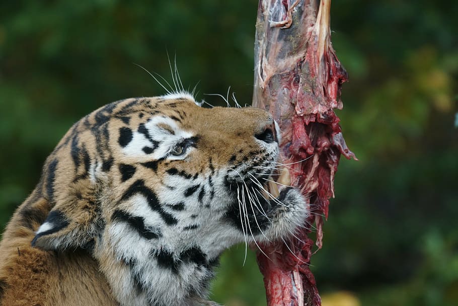amurtiger, food, eat, feeding, animal, wildlife, carnivore, mammal, nature, tiger