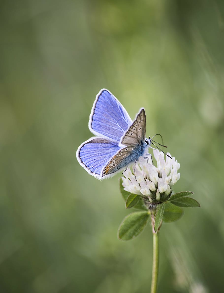 common, blue, butterfly perching, white, flower, selective, focus photography, butterfly, nature, green