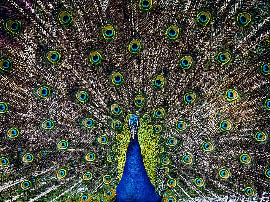 male, peafowl, showed, tail, peacock, animals, ave, feathers, courtship, nature
