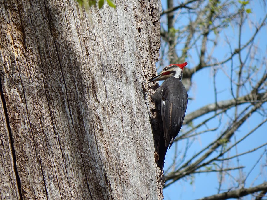 pileated woodpecker, woodpecker, dryocopus pileatus, wildlife, virginia, bird, pileated, tree, vertebrate, animals in the wild