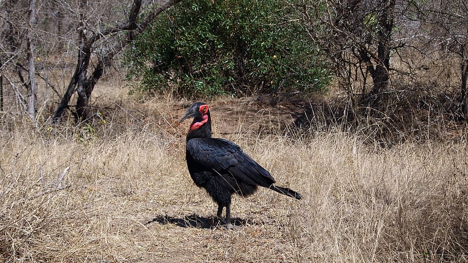 ground-hornbill, raven, bird, wild bird, animal, hornbill, bucorvus, wild, national park, kruger national park