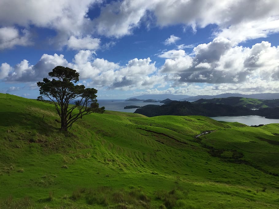 landscape, nature, new zealand, panorama, green, magnificent, sea, water, fields, calm