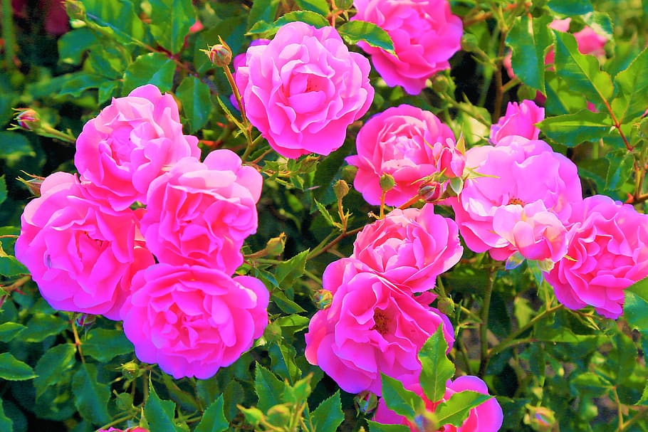 rosas, primavera, flor, rosa, romántico, olor, amor, naturaleza, flora,  árbol | Pxfuel