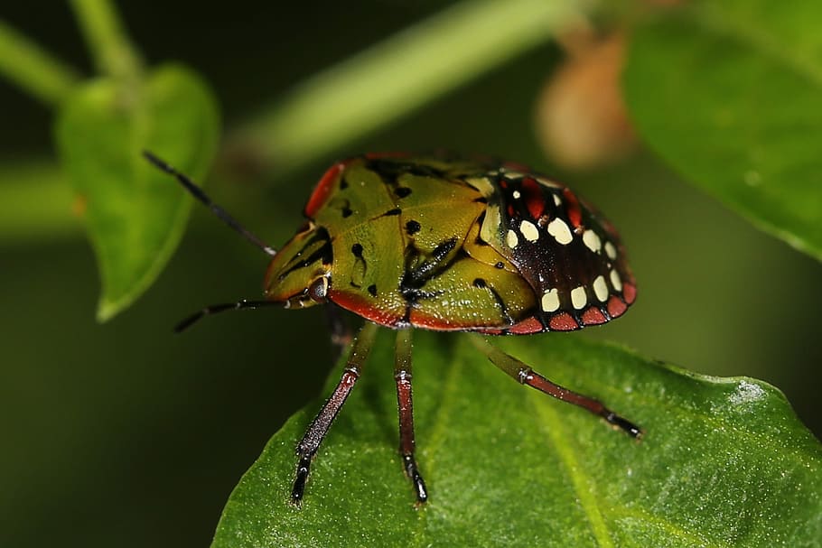 Bug, Animals, Nymph, Nezara Viridula, nymph of nezara viridula, green rice bug, one animal, insect, animals in the wild, animal themes