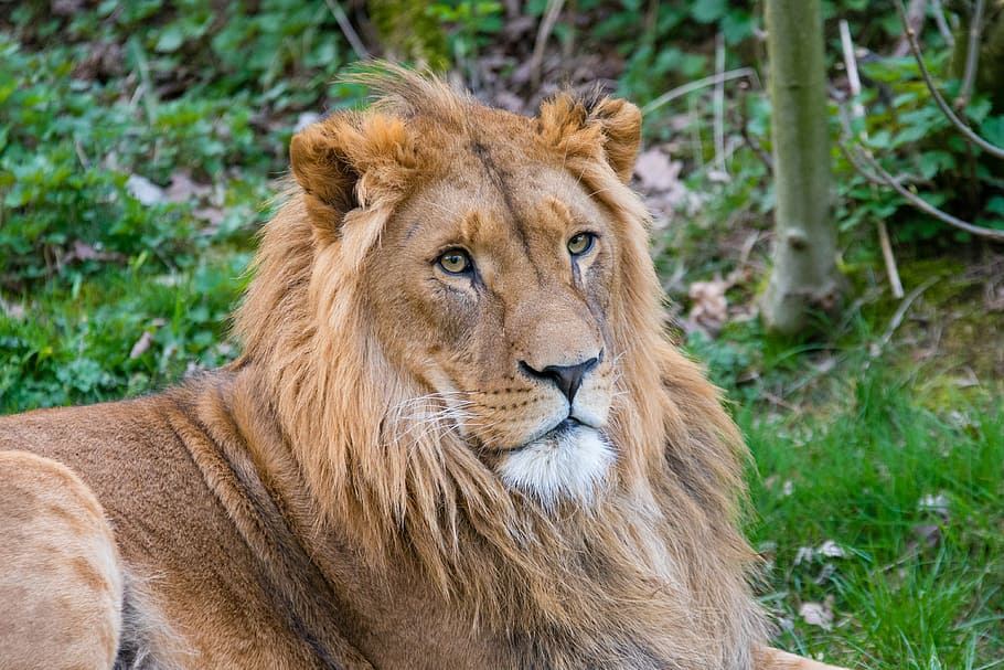 León africano, macho, león, propenso, hierba, durante el día, felino, gato, temas animales, animal
