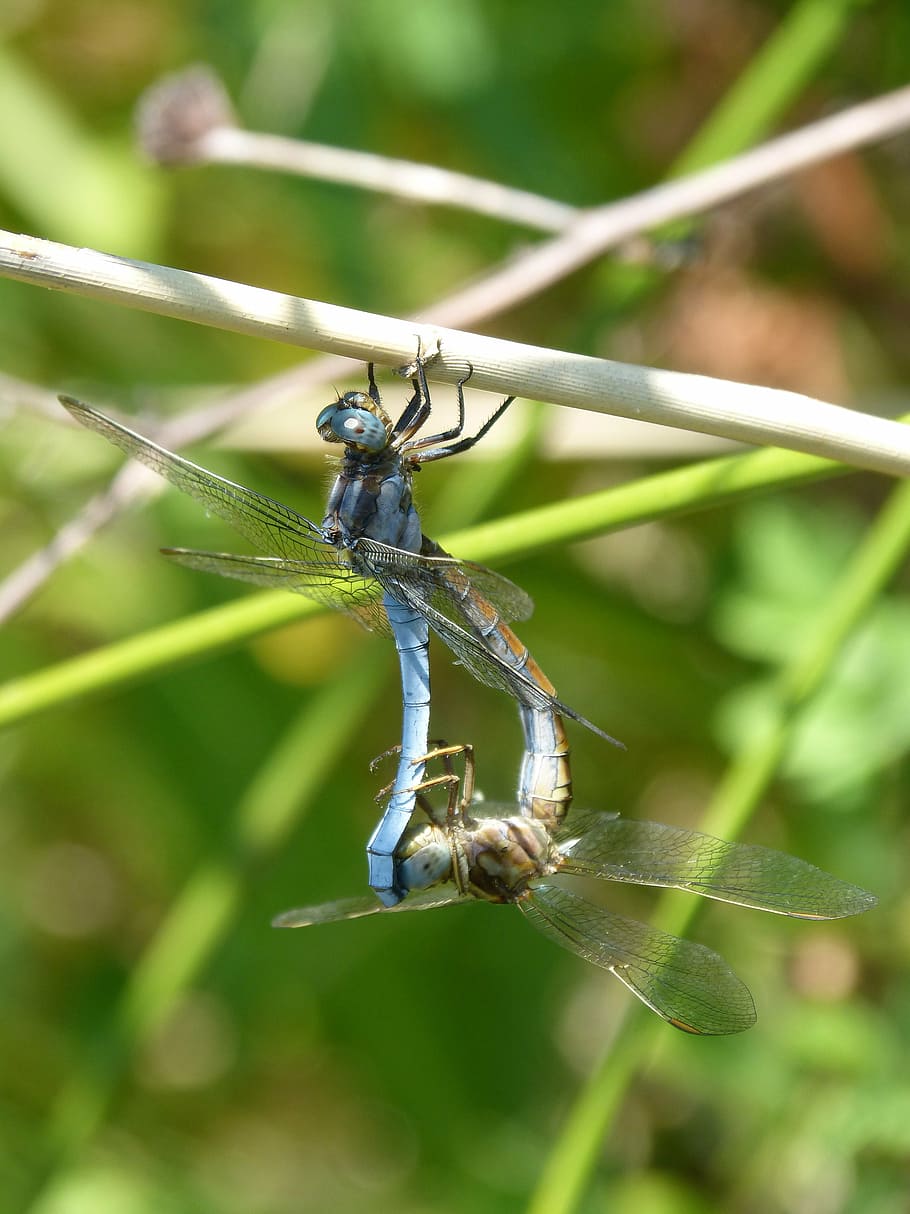 libélula, libélula azul, pareja, reproducción, apareamiento de insectos, apareamiento, insecto volador, rama, orthetrum coerulescens, fauna silvestre