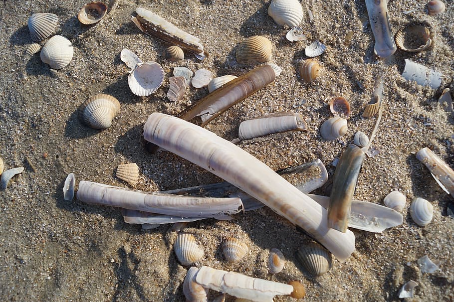 mexilhões, praia, areia, mar, costa, moluscos vaginais em forma de espada, lingueirão, conchas, lavado em, banco
