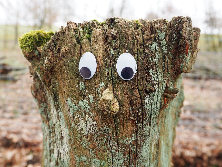 tree, tree stump, face, sawed off, figure, rest, nature, tree face, log, cheeky