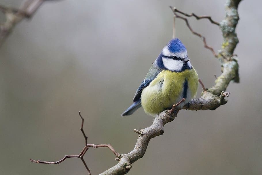 green, white, blue, small, jay bird, tree, birds, bird, blue tit, animals