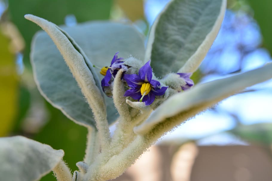bugweed, solanum, mauritianum, flower, small, tobacco, purple, yellow, leaves, grey