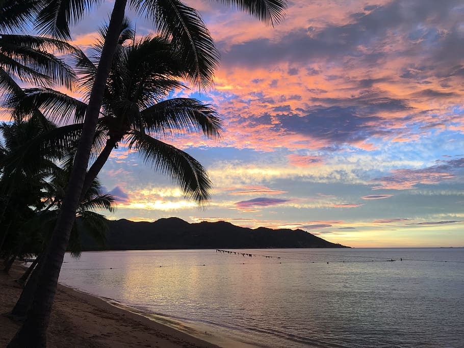 magnetic island, sunset, palm trees, palm tree, water, tropical climate, sky, tree, beauty in nature, sea