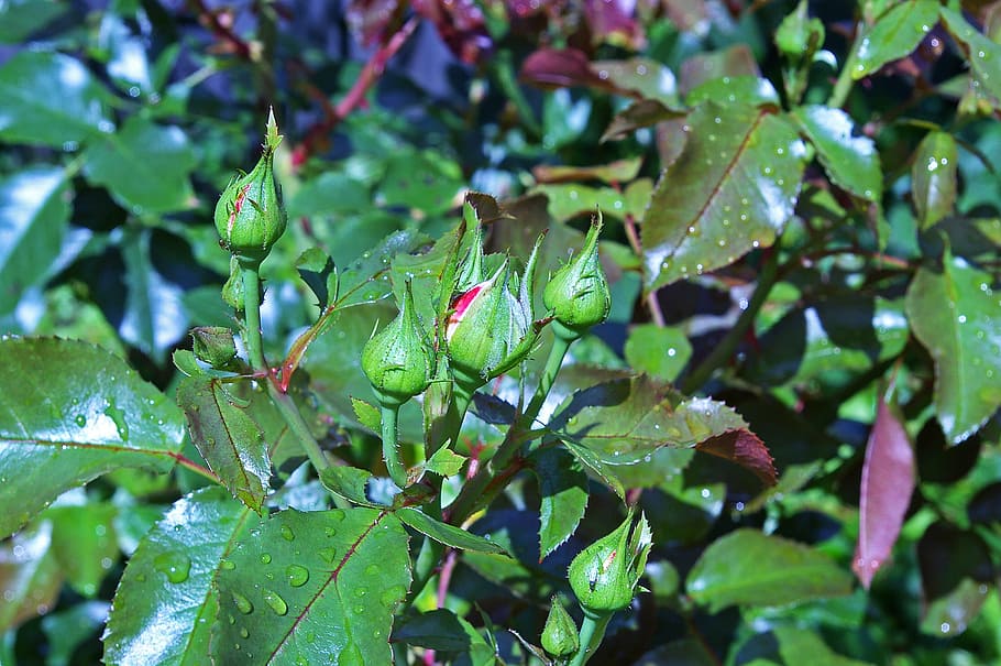 rose bud, rose petals, new growth, westerland, thorns, rose thorns, nature, flowers, leaves, garden