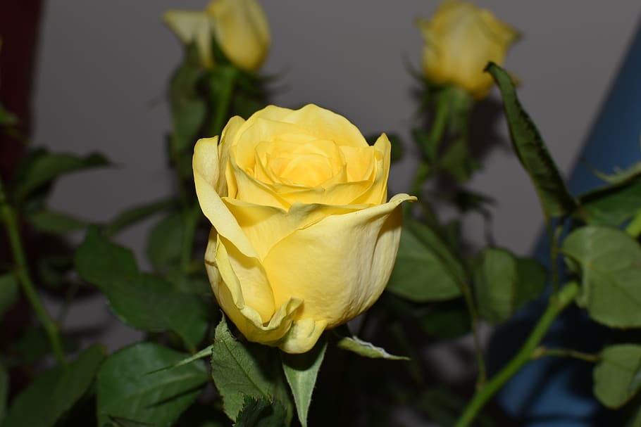 rosa, bunga, mawar kuning, kuning, mawar, alam, kelopak, romantika, romansa, warna-warni