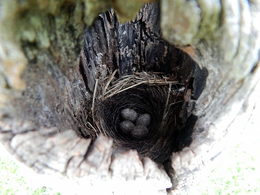 nest, piratini, rio grande do sul, tree, close-up, tree trunk, trunk, day, nature, plant