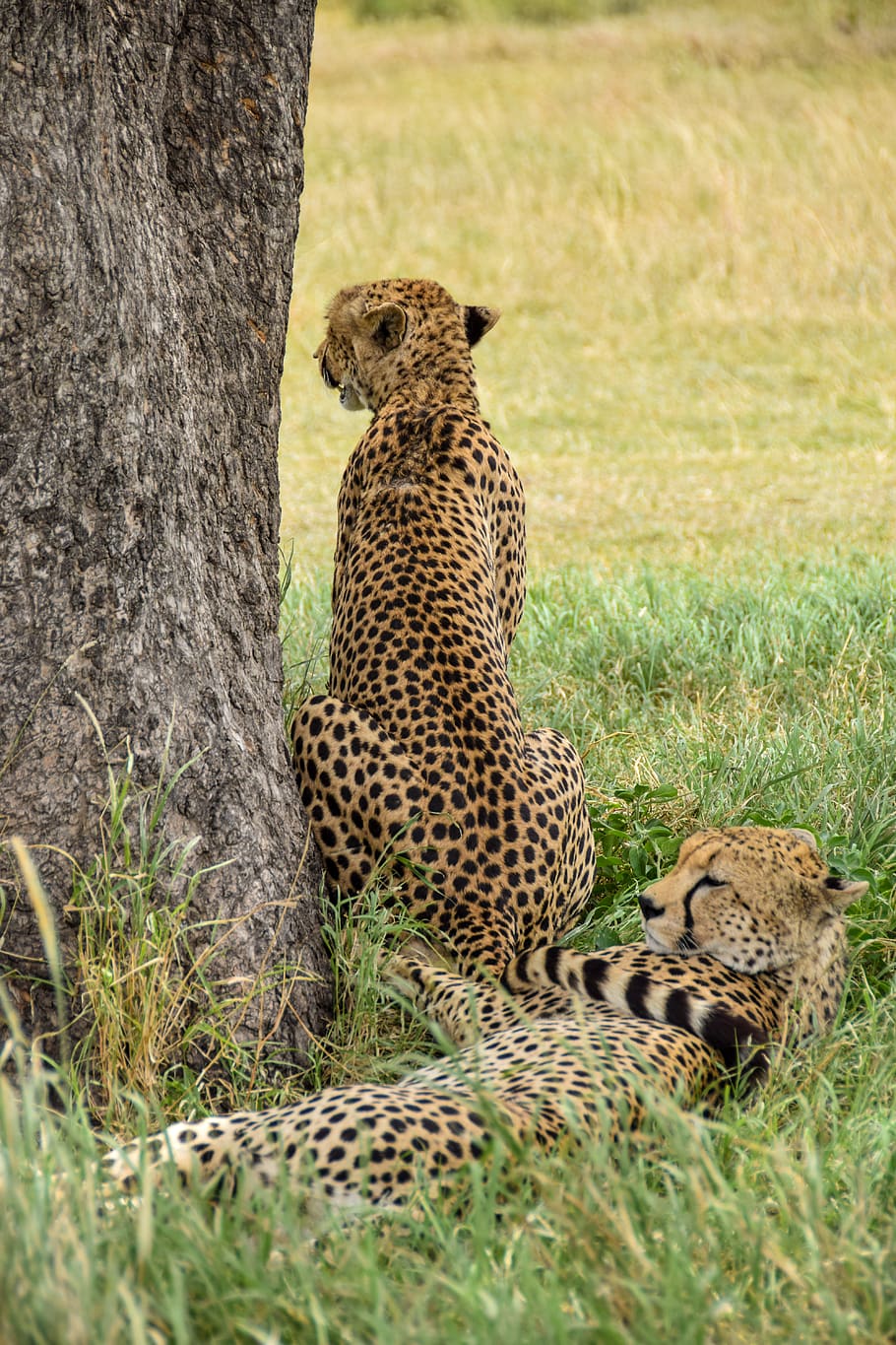 cheetah, safari, animal, africa, nature, predator, wildlife, cat, serengeti, animal wildlife