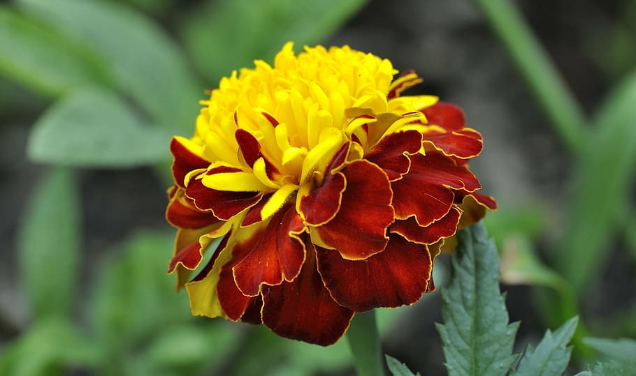 carnation, plant, flower, blossom, bloom, red yellow, nature, close, garden, flowering plant