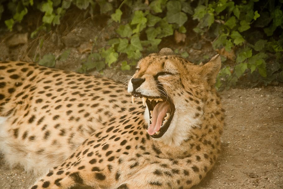 brown, black, leopard, lying, field, cheetah, predator, cat, big cat, carnivores