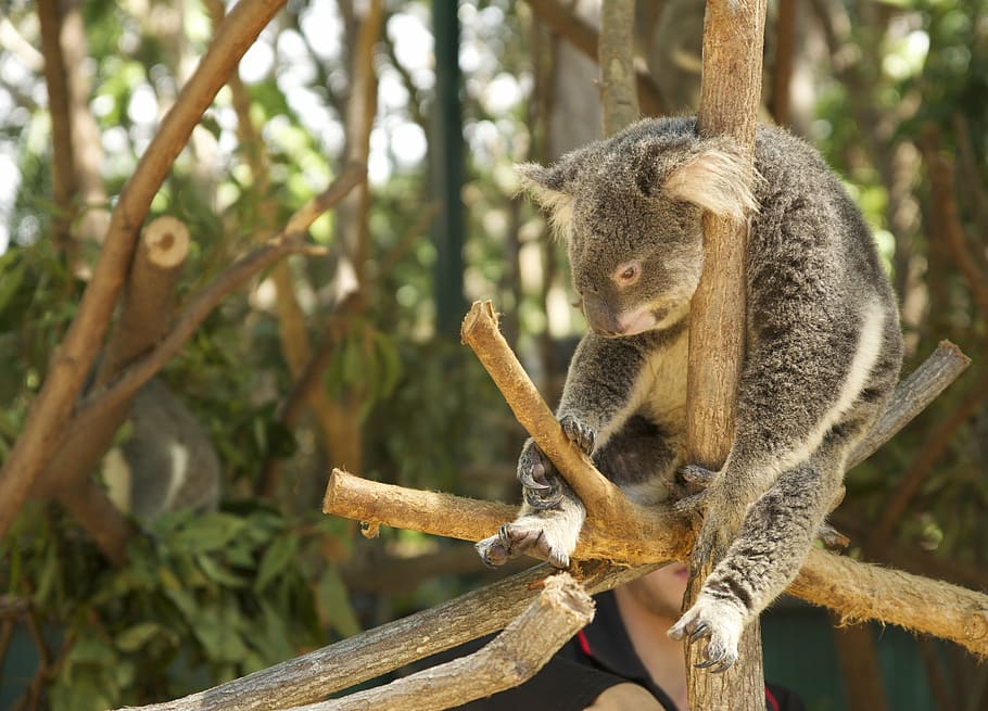 koala, laziness, tired, tree, animal wildlife, animal themes, animal, animals in the wild, branch, mammal