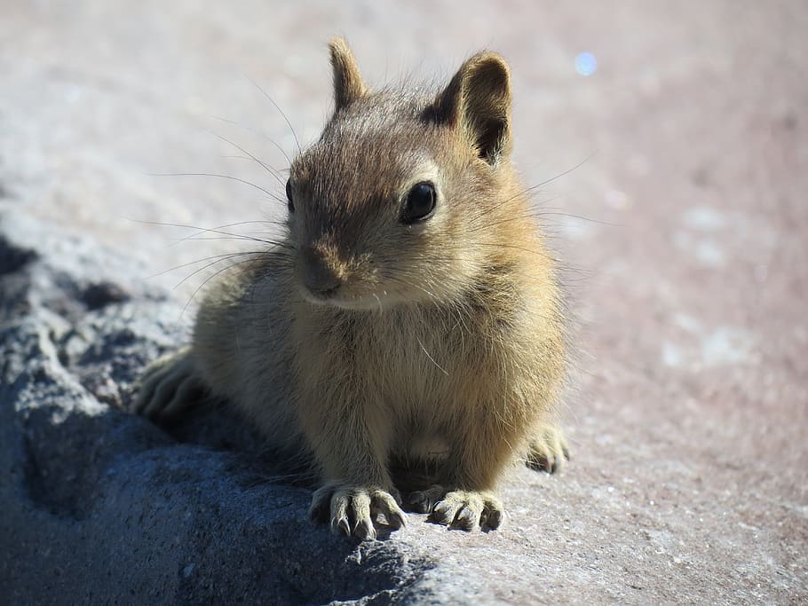 rodent, mammal, cute, animal world, nature, mount hood, usa, chipmunk, squirrel, young