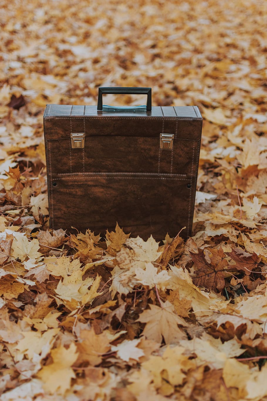 luggage, leaves, nature, autumn, leaf, plant part, change, land, still life, close-up