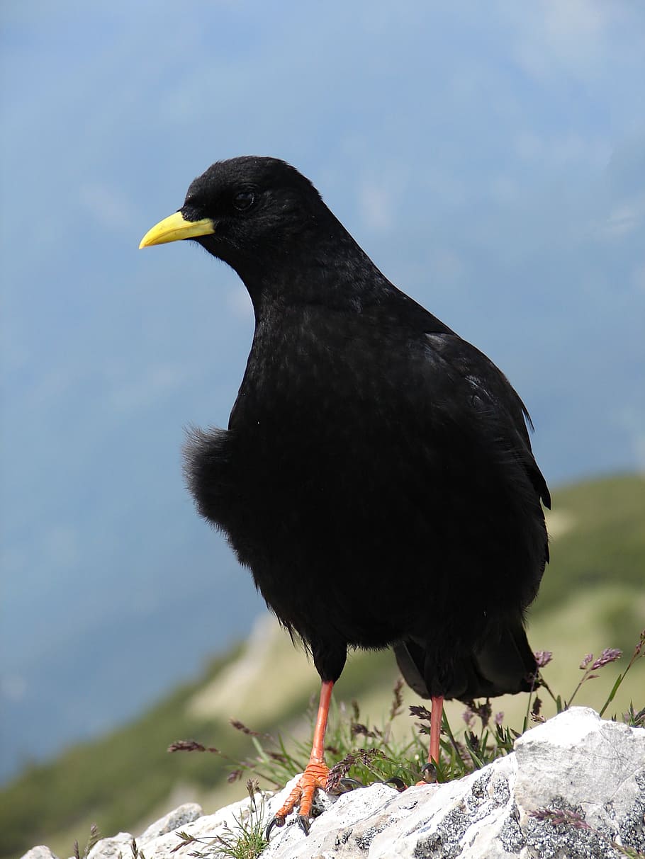 ベルクドーレ 黒 鳥 動物のテーマ 動物 脊椎動物 野生動物 野生の動物 黒色 1匹 Pxfuel