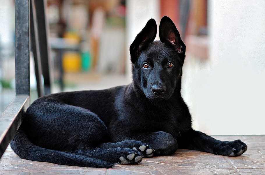 closeup, cierny sery puppy, lying, tiled, floor, black german shepherd, puppy, dog, lie, cute