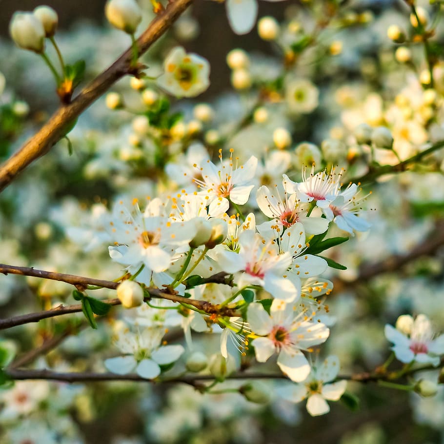 white, pink, yellow, flowers, sour cherry, tree, nature, summer, spring, fruits