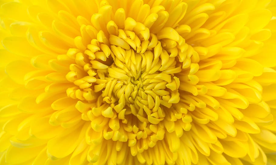 yellow, chrysanthemum flower, closeup, flowers, nature, plants, autumn, chrysanthemum, affix, macro