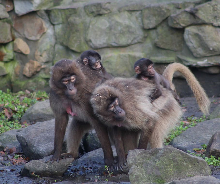 Живая обезьяна. Фото группы обезьян. Картинки из общественного достояния обезьяны. Grooming Primates. Обезьяны дикая жизнь