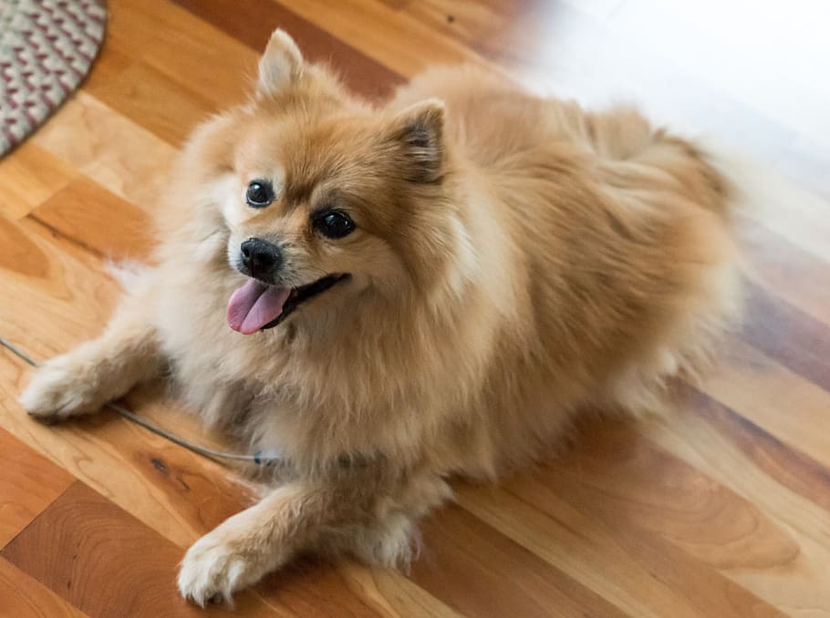 pomeranian, dog, pet, canine, cute, puppy, animal, furry, breed, grooming