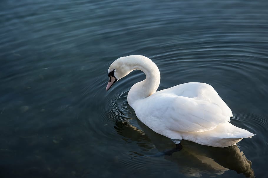 swan, sea, nature, water, lake, bird, white, wildlife, peaceful, reflection