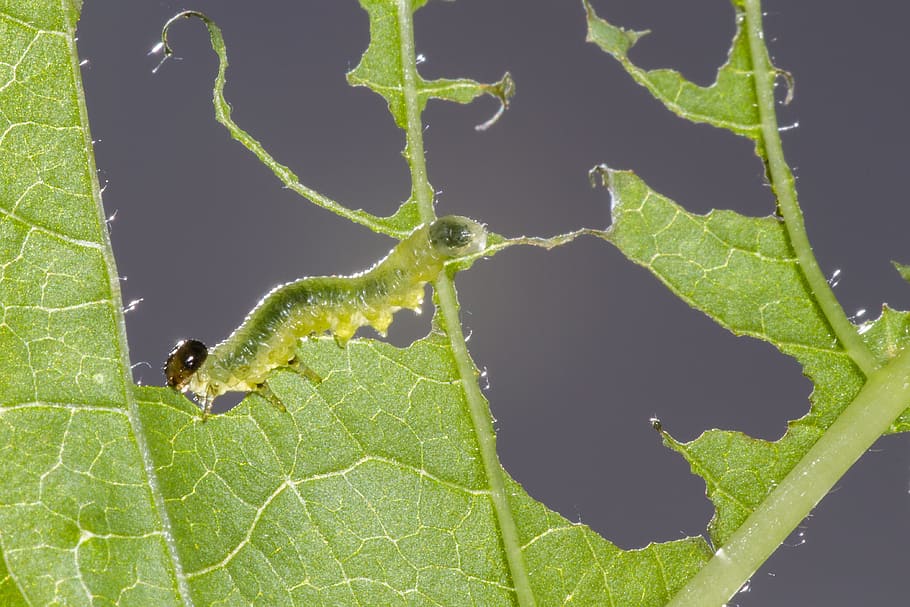 sawflies larvae, caterpillar, Sawflies, Larvae, Caterpillar, sawflies larvae, leaf damage, small caterpillar, gluttonous, nature, leaf