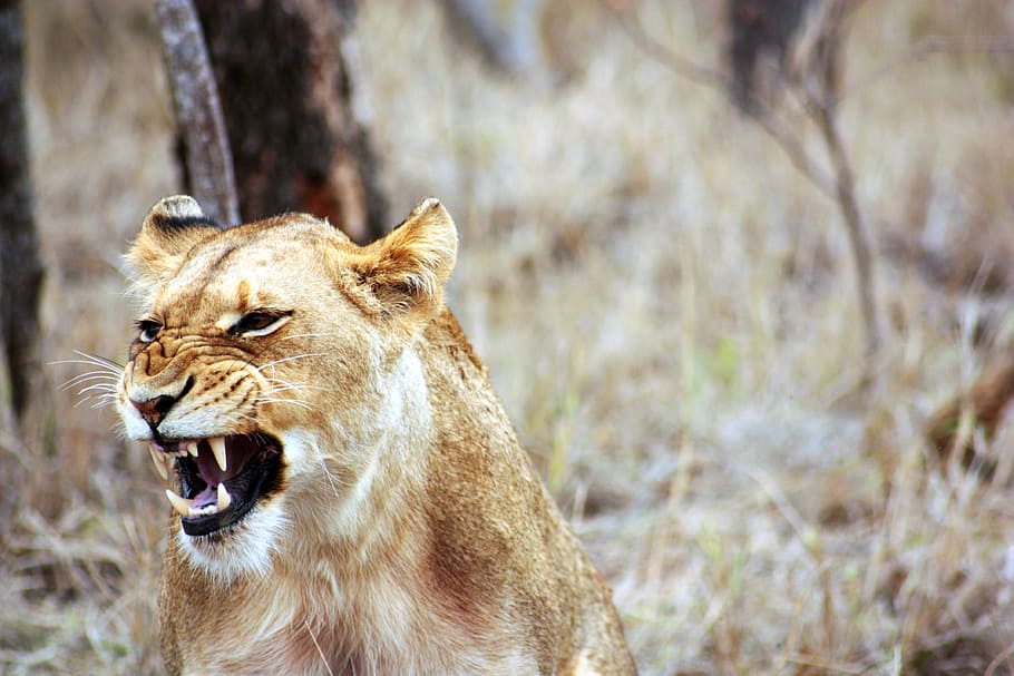 brown, lion, tree, lioness, roar, animal, safari, savannah, africa, fauna