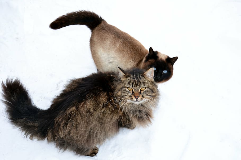 dois, marrom, preto, gatos, peludo, gato siberiano, gato siamês, olhos azuis, amigos, neve