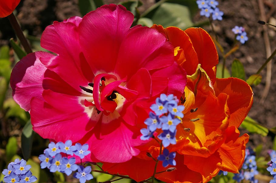 tulipas, tulipas laranja, rosa, flor, primavera, natureza, flores, florescer, flor da primavera, planta